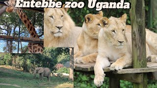 A day at Entebbe zoo. Exploring Uganda’s wild animals.