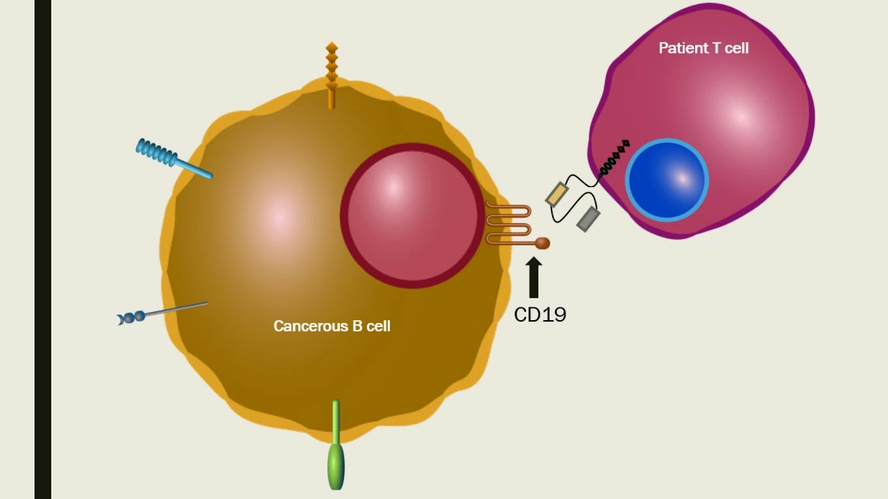 como calcular el diametro de una circunferencia a partir del perimetro