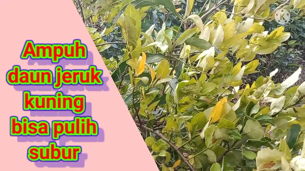 ampuh, daun jeruk kuning bisa pulih.