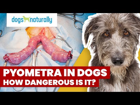 Video: Pyometra: simptomi un ārstēšana suņiem