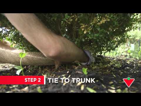 How To Protect Shrubs For Winter (4 Steps)