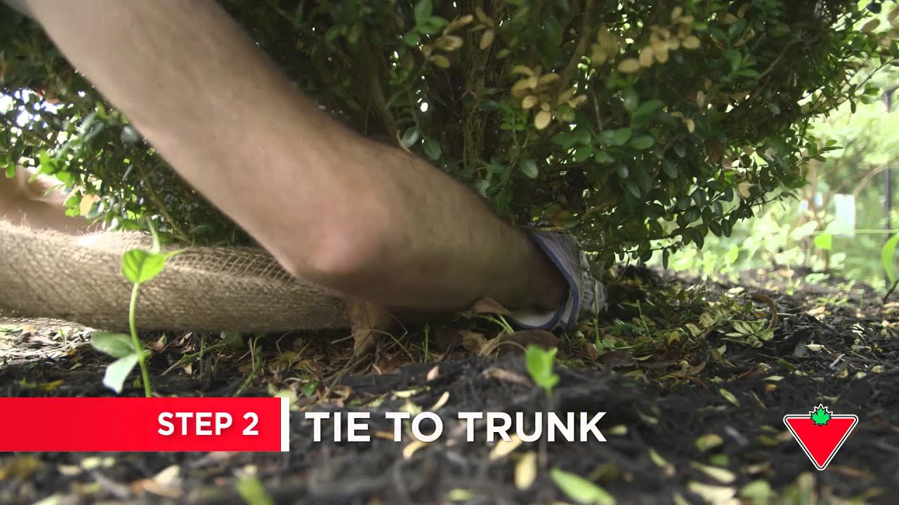 How to Protect Shrubs for Winter (4 Steps) YouTube