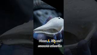 🌹🙏श्री विष्णु जी की कृपा 🙏🌹 #music #audio #anime #amnewbutnottheleast