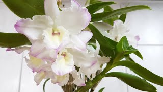 : 66.     .   ? Dendrobium Nobile  