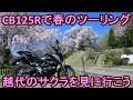 CB125Rで春のツーリング 越代のサクラを見に行こう