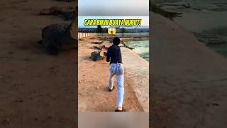 Bikin Heran! Cara Pria Ini "Gembala" Puluhan Buaya Ganas 😱 #buaya #penangkaranbuaya