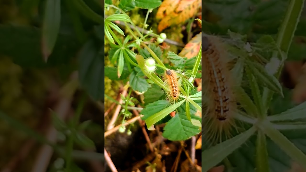 How to say Caterpillar speaking Abenaki Language. Tent Caterpillar 