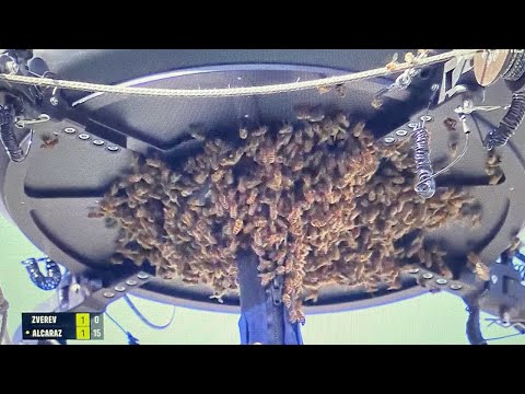 MASTERS INDIAN WELLS - L'invasion d'abeilles impressionnante qui a interrompu le choc Alcaraz/Zverev