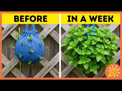 Amazing Ways to Grow Exotic-Looking Plants in Small Spaces! 🪴😍