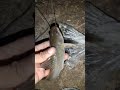 Malam2 Mancing baung umpan cacing tanah di spot yg banyk ular weling nya#mancingliar