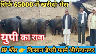 सिर्फ 65000 में खरीदो भैंस! 10 Buffalo For Sale Sri Ganganagar Rajasthan! किसान डेयरी फार्म