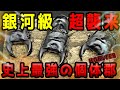 本人出演...【極太血統..赤..阿古谷】こんな国産オオクワガタ見たことない...