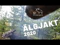 Älgjakt 2020 (Karelsk Björnhund)