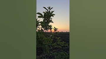 القارئ | عُمر ضياء الدين