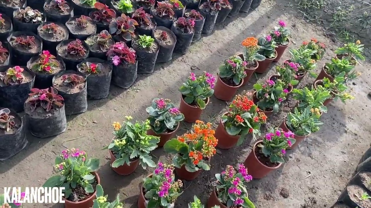 Top 7 ReadyMade Winter Flowering Plants || Winter Flowering Plants December 2025 