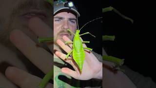 Wait, These CAN Hurt You?! #short #shorts #insect #insects