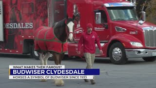 What makes the Budweiser Clydesdales ‘World Famous’?