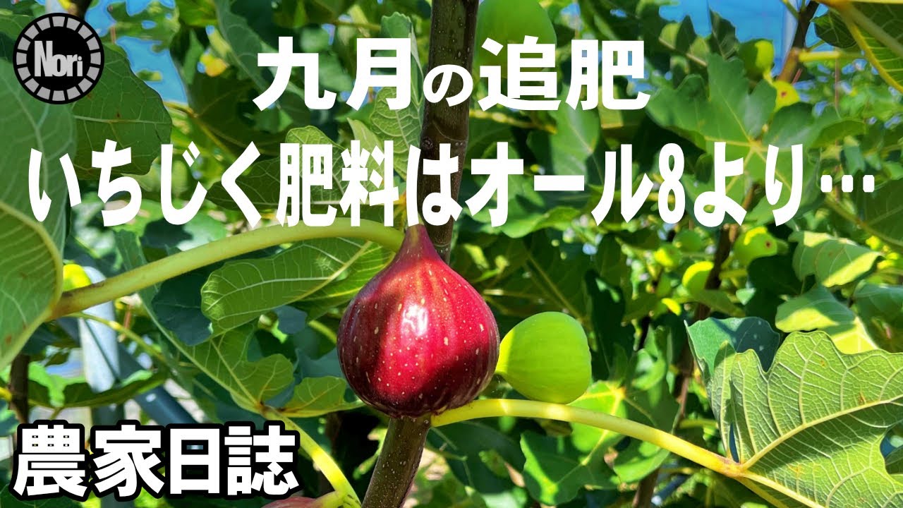 9月の追肥と畑の現状｜いちじく栽培は高度肥料がおすすめ【いちじく農家の観察日誌】