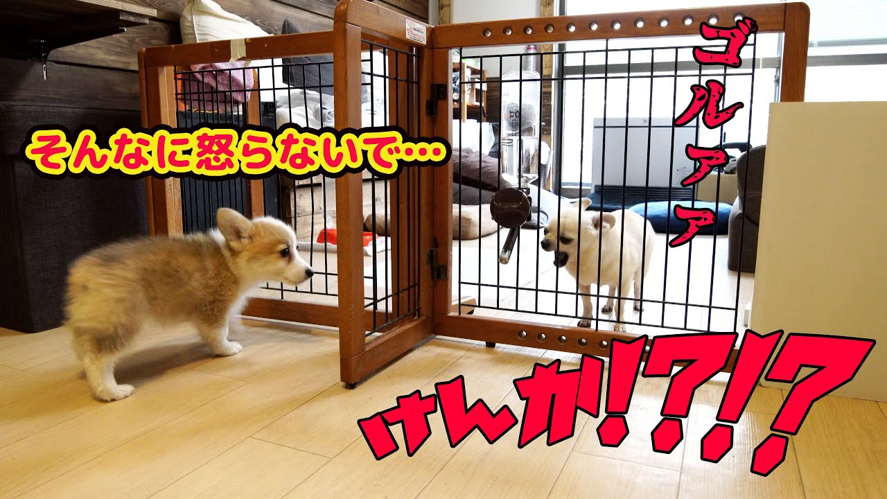 子犬 コーギーつむぎの日常 仲良くなりたいつむぎとは裏腹な先住犬こたろうの苦悩 Puppy Corgi Youtube 子犬 コーギーつむぎの日常 仲良くなりたいつむぎとは裏腹な先住犬こたろうの苦悩 Puppy Corgi Youtube