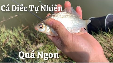 CÂU CÁ DIẾC THIÊN NHIÊN | CÁCH PHỐI MỒI CHO MÙA ĐÔNG