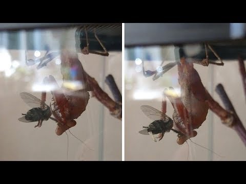 Praying Mantis Eats Fly While Giving Birth