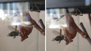 Praying Mantis Eats Fly While Giving Birth