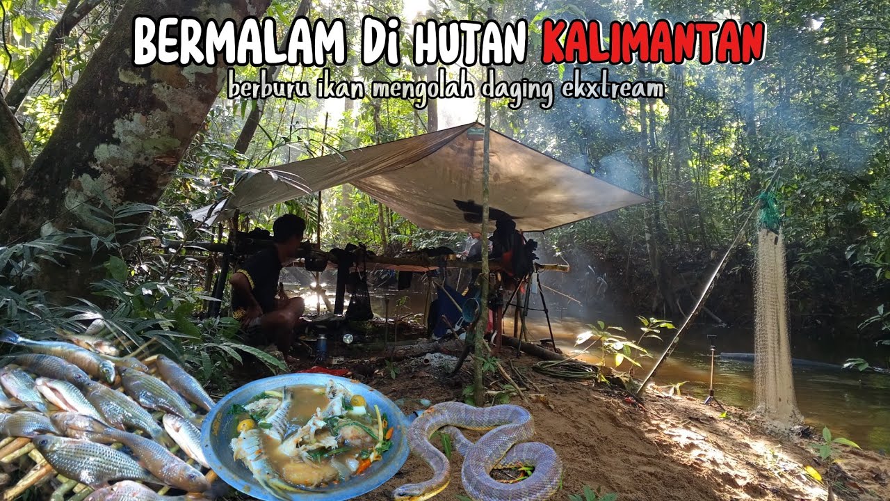 bermalam di hutan Kalimantan berburu ikan di guyur hujan deras panen ikan melimpah