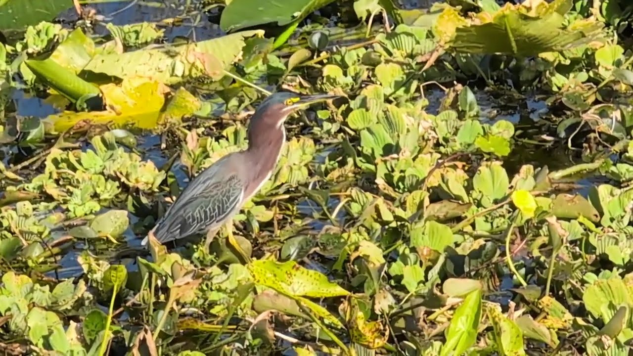 Green Heron has Yellow Lores, Burgundy Neck & Dark Green Wings at Orlando Wetlands! Christmas