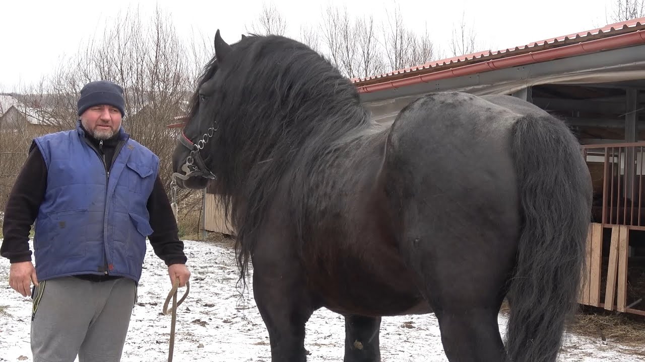 Caii lui Ion de la Monor, Bistrita Nasaud - 2025 Nou!!!