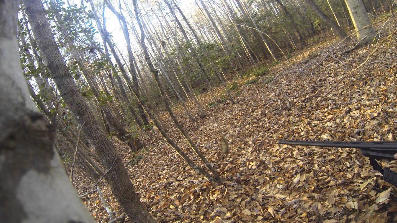 deer hunting with dogs south Hampton virginia YouTube