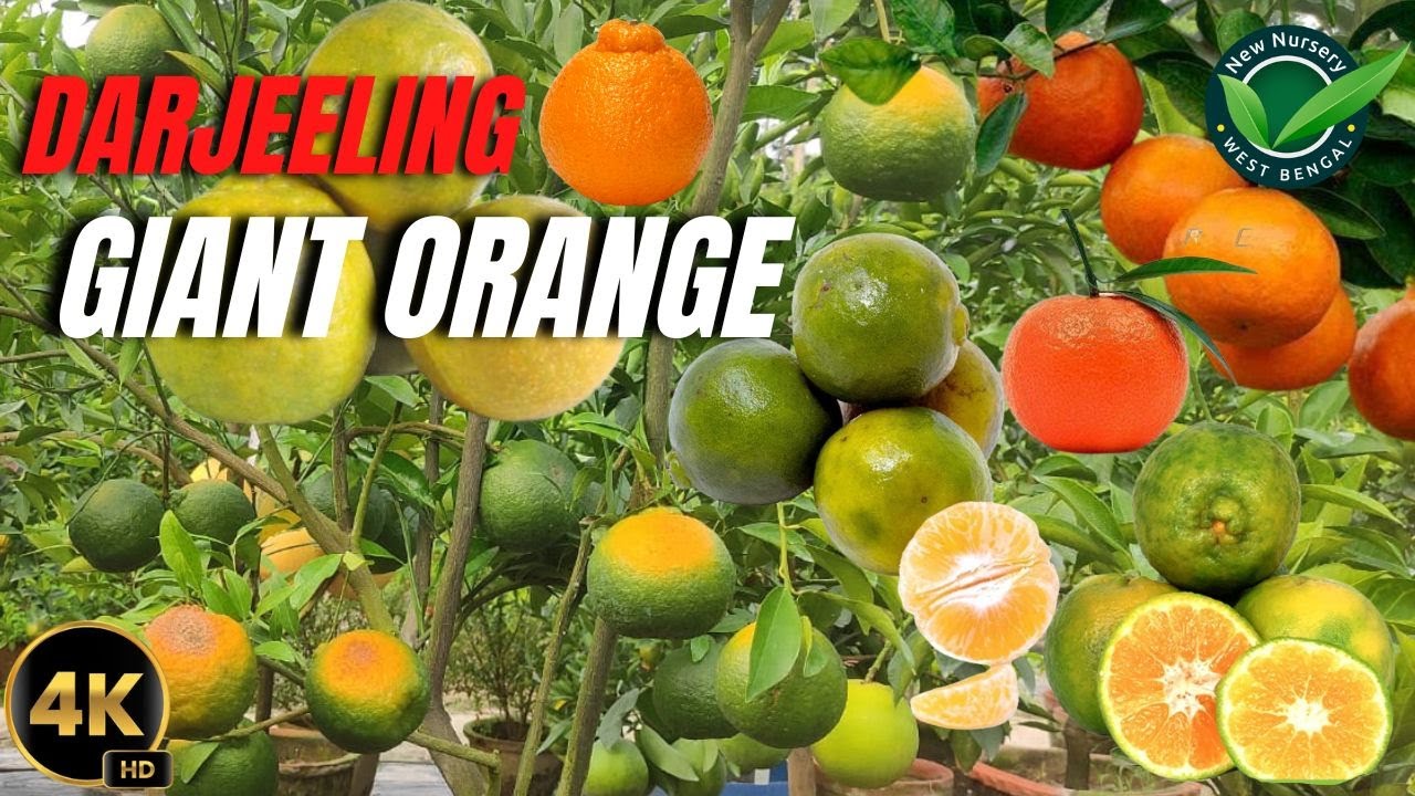Top biggest orange in India Darjeeling giant orange YouTube