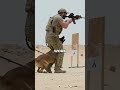What Happens to US Army Dogs After Their Service Actually Ends