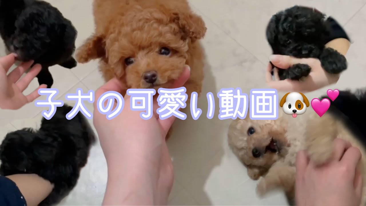 トイプードルの子犬 可愛い動画 トイプードル 子犬 カムカム トイプードル専門店 Kamkam イッヌ Youtube