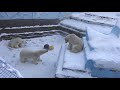 zoo nsk  Шайна не пустила Норди на айсберг  16 01 2021