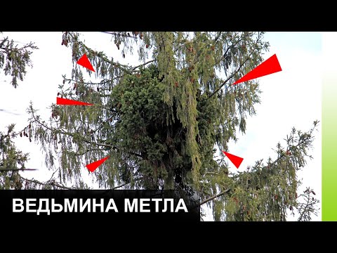 Видео: Ведьмины метлы на вишне