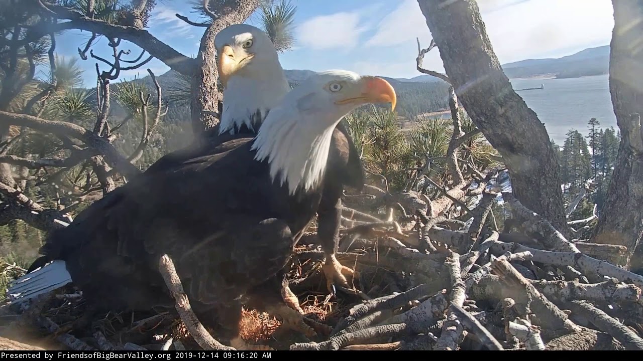 121419 Big Bear Lake eagles; ins and out and arranging sticks. YouTube