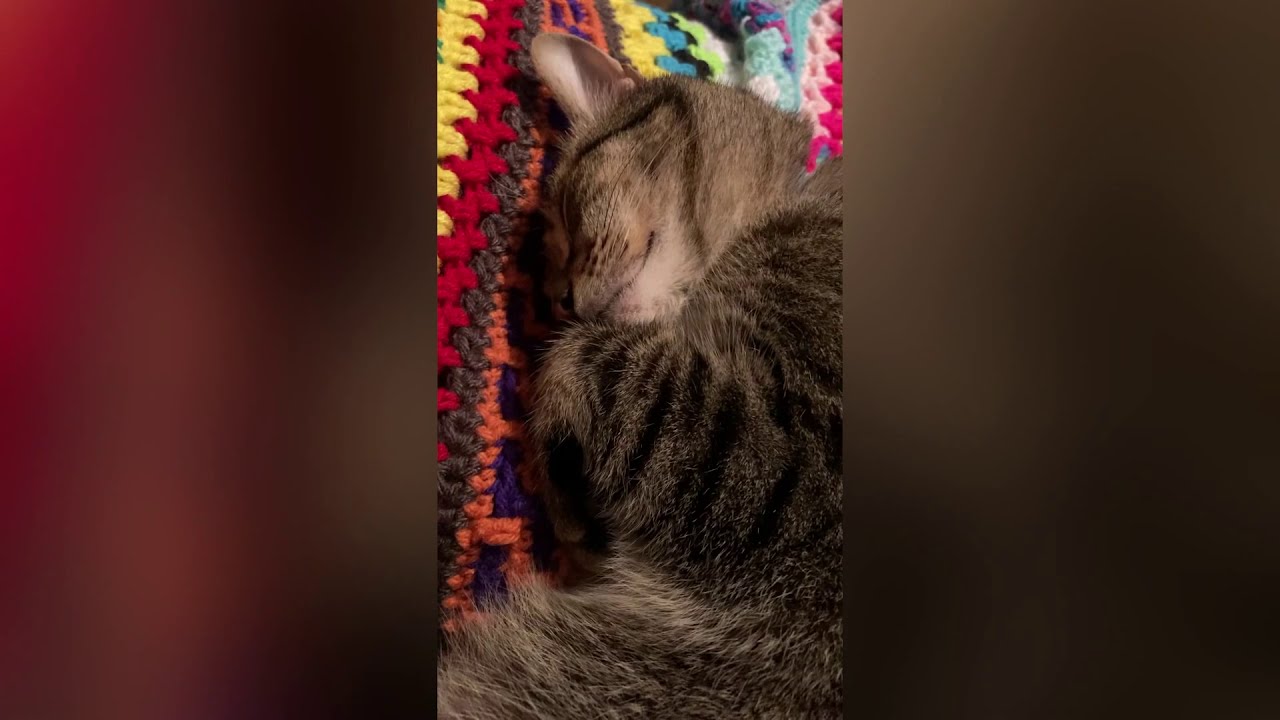 Tiny Loves my Yarn