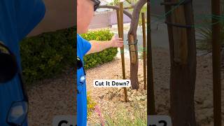 Should I cut down this split trunk mesquite? #treecutting #landscaping