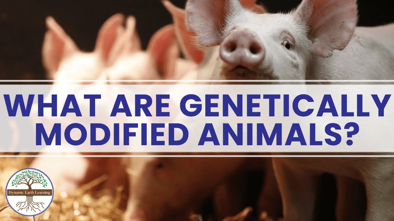 What Are Genetically Modified Animals? Dynamic Earth Learning - YouTube