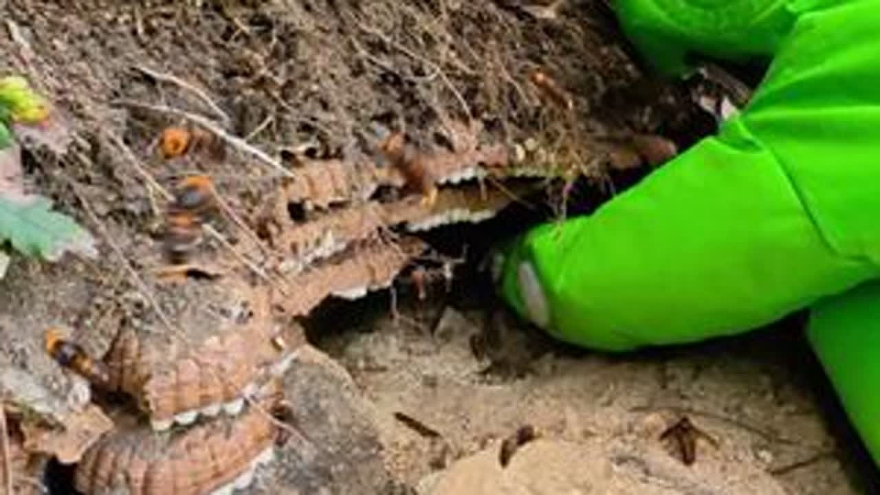 一米多长的马蜂窝#康哥诱蜂找蜂 #马蜂 #蜂蛹 #户外