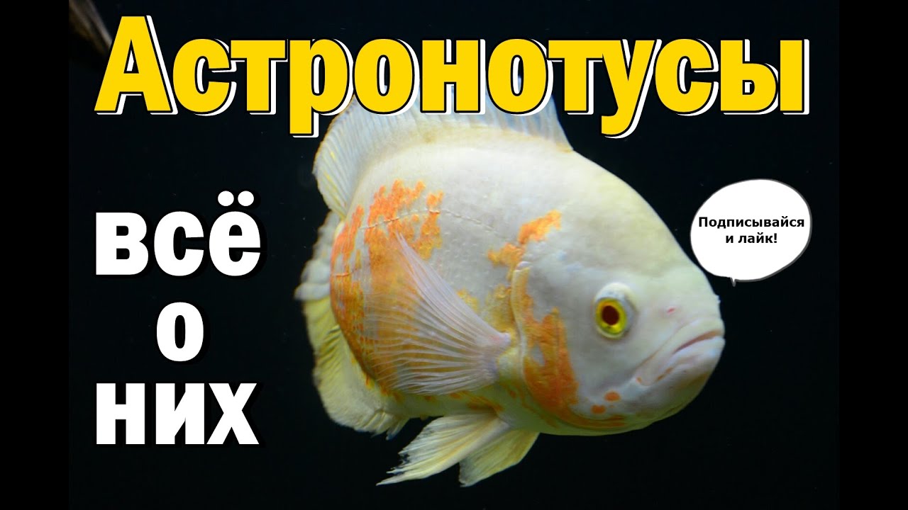 Астронотус все о них Содержание астронотусов. - YouTube
