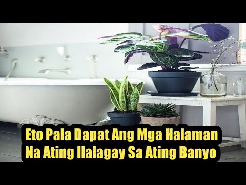 Video: Ang pinakamahusay na antiseptics para sa banyo sa bansa