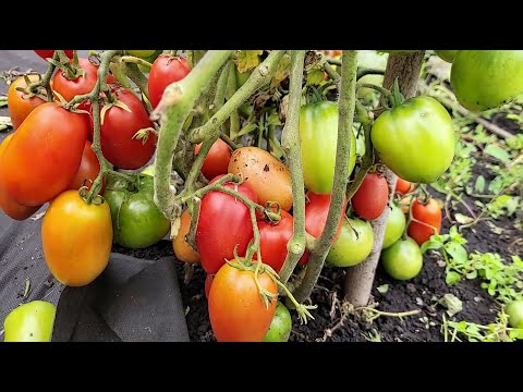Видео: Эти томаты посажу в 2024, посадил и забыл для ленивых, не нужно формировать мой топ-21 беспроблемных