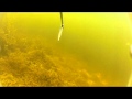 подводная охота на сазана 5...2012.GOPRO2