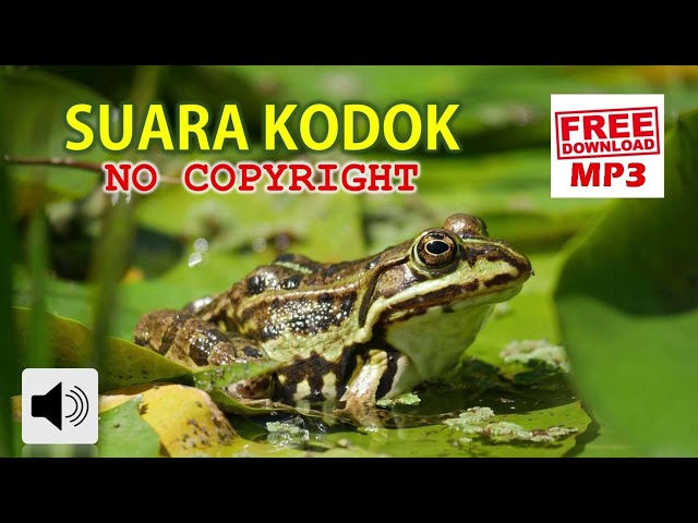 Efek Suara Kodok No Copyright | Frog Sound Effect class=