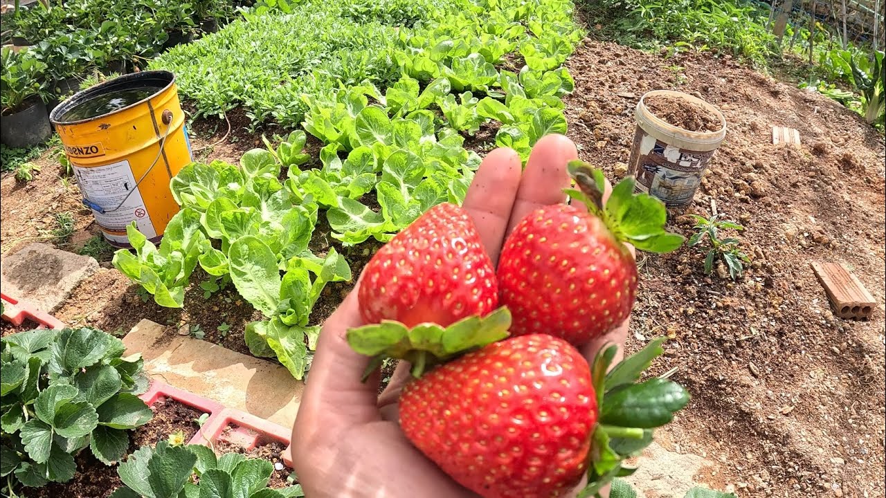 Trồng chơi mà ăn thiệt, cả nhà mình thử trồng như cách của mình xem sao nhé.