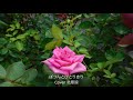 ぽつんとひとりきり/五木ひろし/Cover北原涼