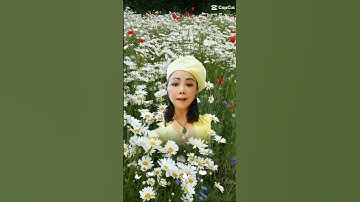 Mùa thu Hà Nội ,Mùa Hoa Cúc họa mi xuống phố làm lay động lòng người Thu quyến rũ