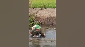 #shorts cá lóc , cá trê quá nhiều anh em ơi