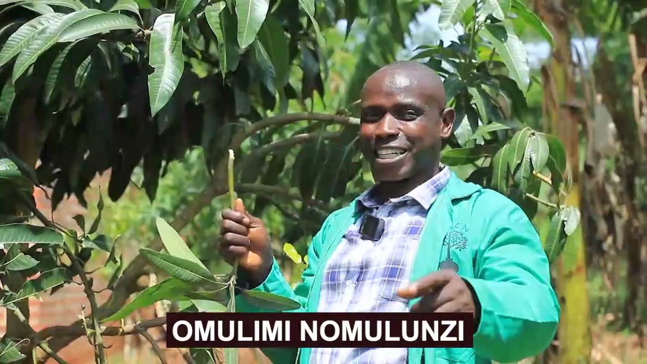 Okulima emiyembe mangoes part two